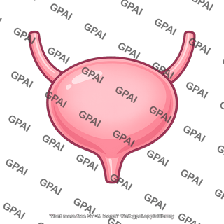 Urinary bladder