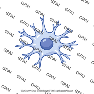 Glial cell