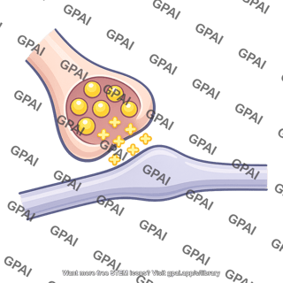 Synaptic input excitatory