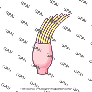 Sensory hair cell bent