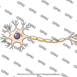 Neuron