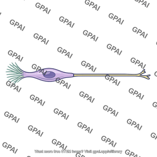 Olfactory receptor