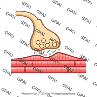 Nerve muscle junction