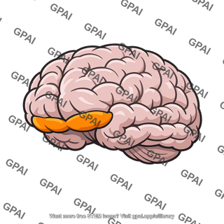 Orbitofrontal cortex