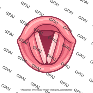 Vocal cord