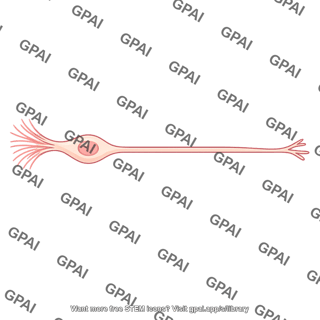 Olfactory receptor neuron