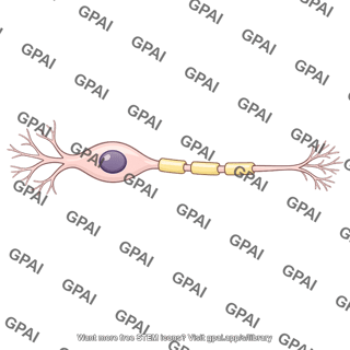 Sensory neuron bipolar variant