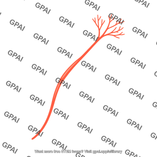 Warm receptor fiber