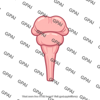 Human brainstem